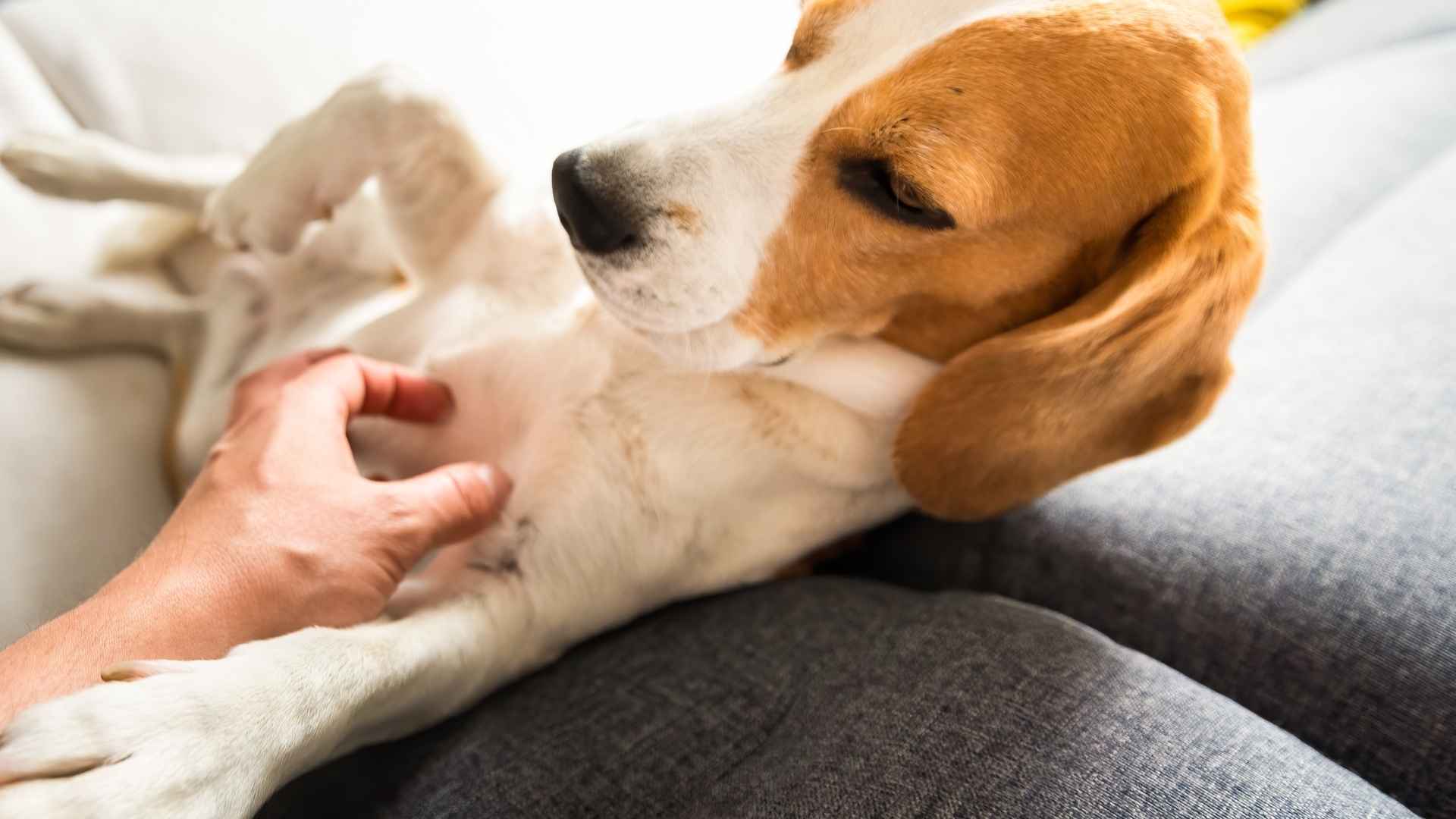 Perros con cosquillas